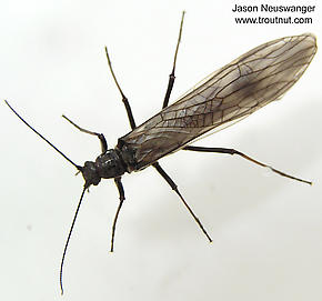 Female Strophopteryx fasciata (Mottled Willowfly) Stonefly Adult