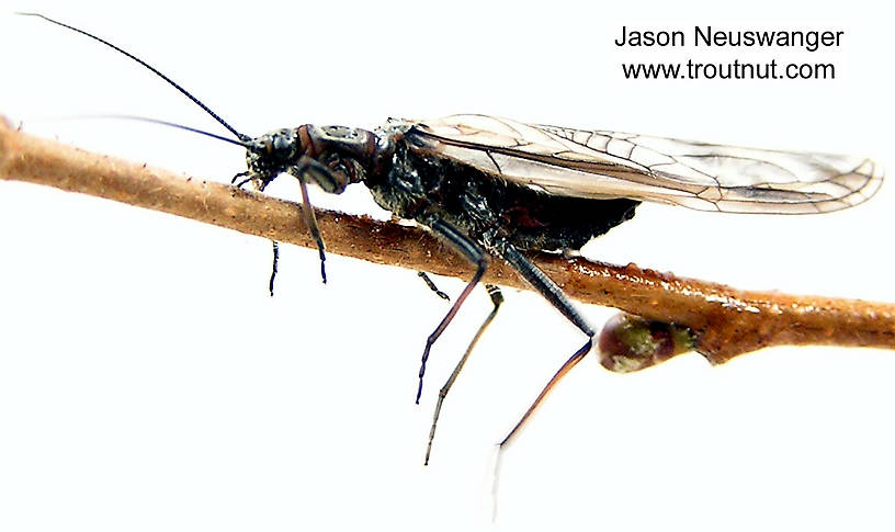 Female Strophopteryx fasciata (Mottled Willowfly) Stonefly Adult from the Namekagon River in Wisconsin