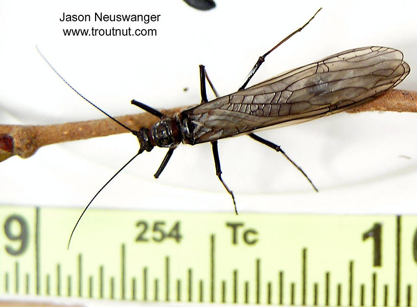 Female Strophopteryx fasciata (Mottled Willowfly) Stonefly Adult from the Namekagon River in Wisconsin