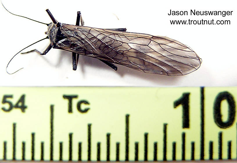 Male Strophopteryx fasciata (Mottled Willowfly) Stonefly Adult from the Namekagon River in Wisconsin