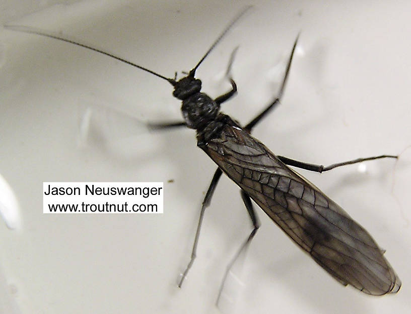 Male Strophopteryx fasciata (Mottled Willowfly) Stonefly Adult from the Namekagon River in Wisconsin