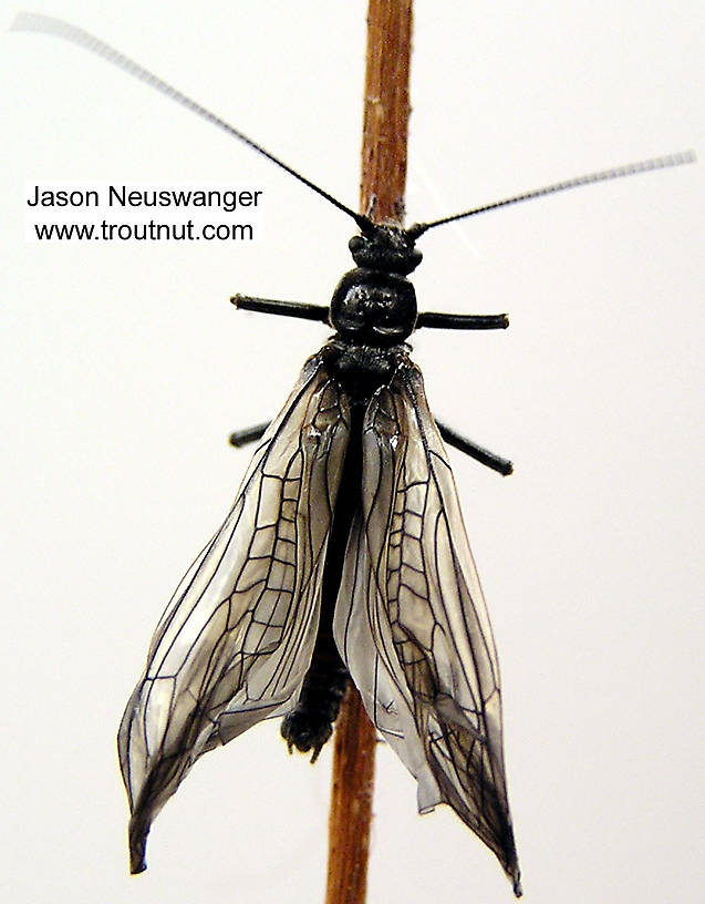 Male Strophopteryx fasciata (Mottled Willowfly) Stonefly Adult from the Namekagon River in Wisconsin