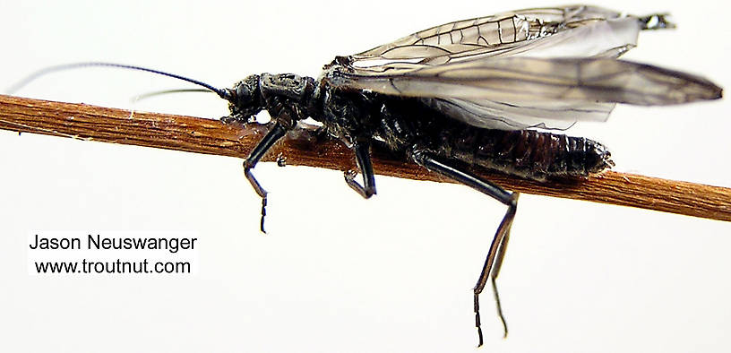 Male Strophopteryx fasciata (Mottled Willowfly) Stonefly Adult from the Namekagon River in Wisconsin