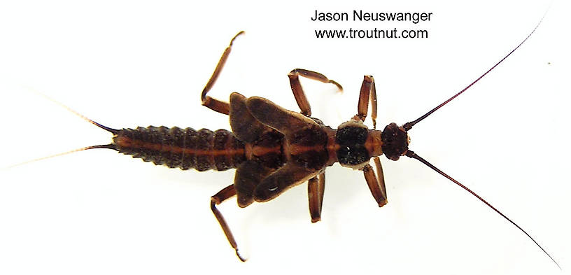 Taeniopteryx nivalis (Early Black Stonefly) Stonefly Nymph from unknown in Wisconsin