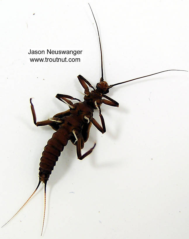 Taeniopteryx nivalis (Early Black Stonefly) Stonefly Nymph from unknown in Wisconsin