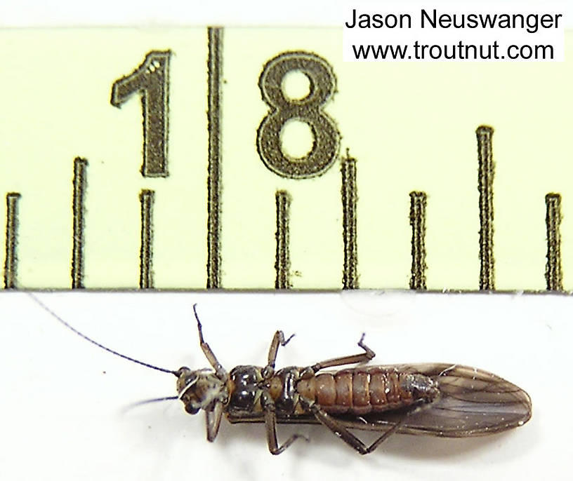 Plecoptera (Stoneflies) Stonefly Nymph from the Namekagon River, below Lake Hayward in Wisconsin