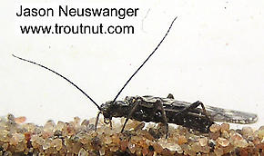 Plecoptera (Stoneflies) Insect Nymph