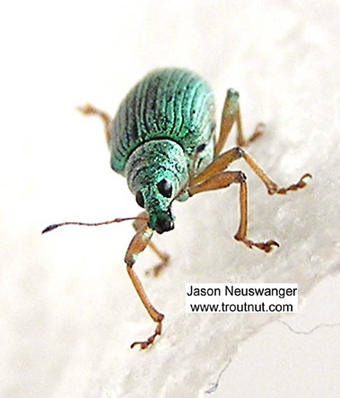 Polydrusus (Green Weevils) Beetle Adult from the Bois Brule River in Wisconsin