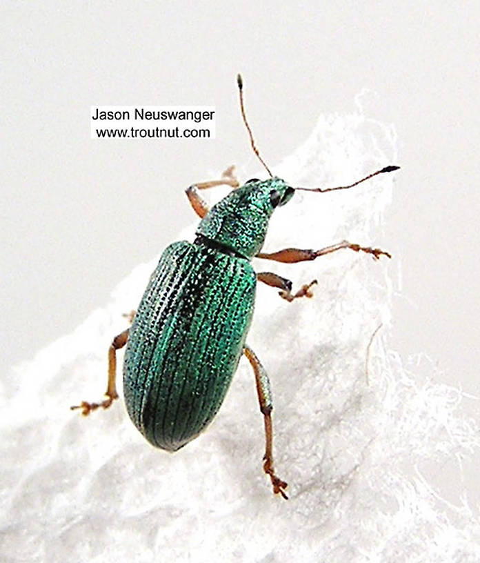 Polydrusus (Green Weevils) Beetle Adult from the Bois Brule River in Wisconsin