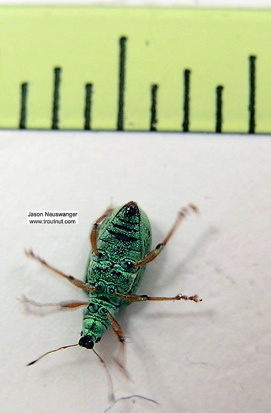 Polydrusus (Green Weevils) Beetle Adult from the Bois Brule River in Wisconsin