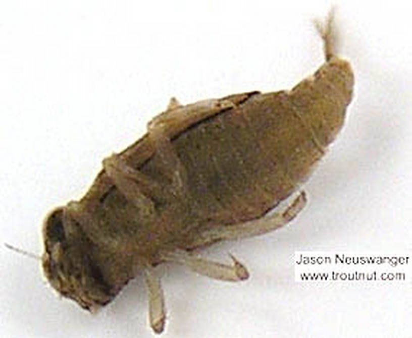 Baetisca laurentina (Armored Mayfly) Mayfly Nymph from unknown in Wisconsin