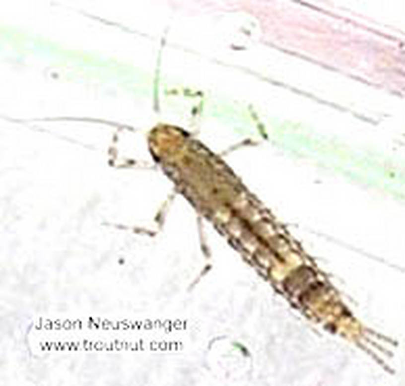 Baetidae (Blue-Winged Olives) Mayfly Nymph from the Namekagon River in Wisconsin