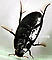 Hydrophilidae (Giant Water Scavenger Beetles) Beetle Adult