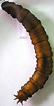 Tipulidae (Crane Flies) True Fly Larva