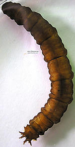 Tipulidae (Crane Flies) True Fly Larva