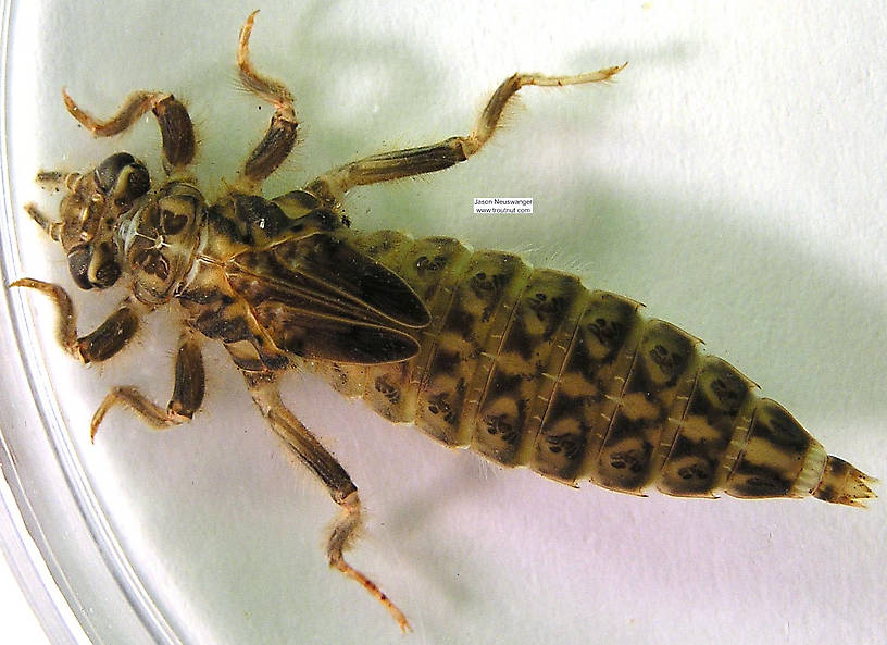 Gomphidae Dragonfly Nymph from the Namekagon River in Wisconsin