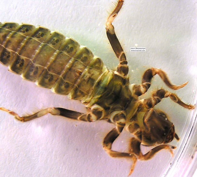 Gomphidae Dragonfly Nymph from the Namekagon River in Wisconsin