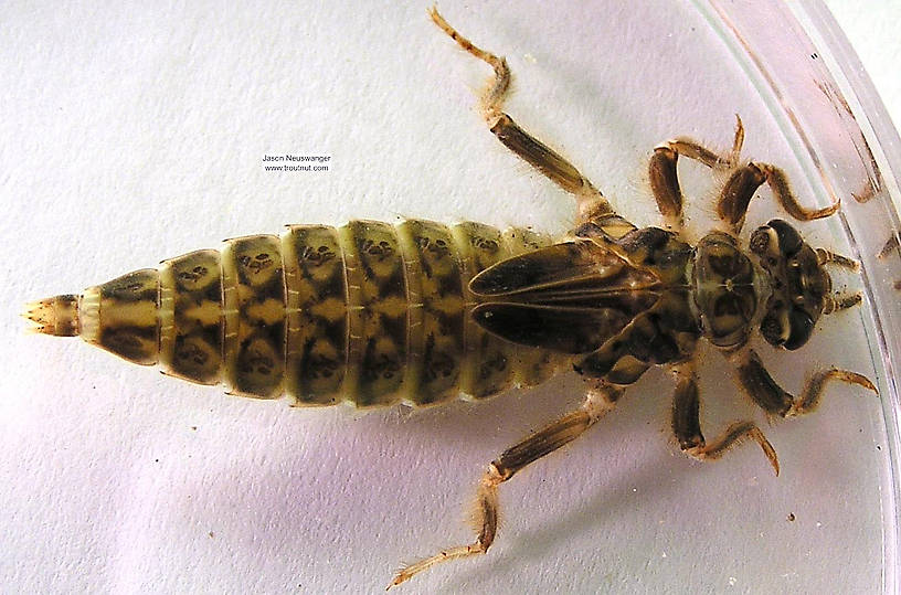 Gomphidae Dragonfly Nymph from the Namekagon River in Wisconsin