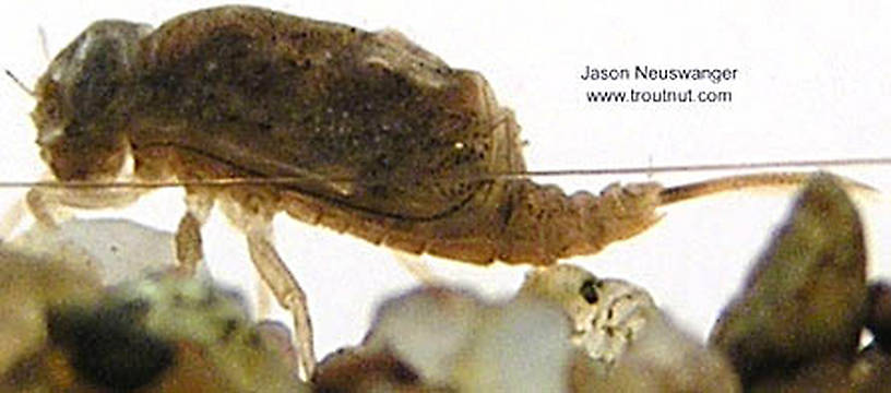 Baetisca laurentina (Armored Mayfly) Mayfly Nymph from unknown in Wisconsin