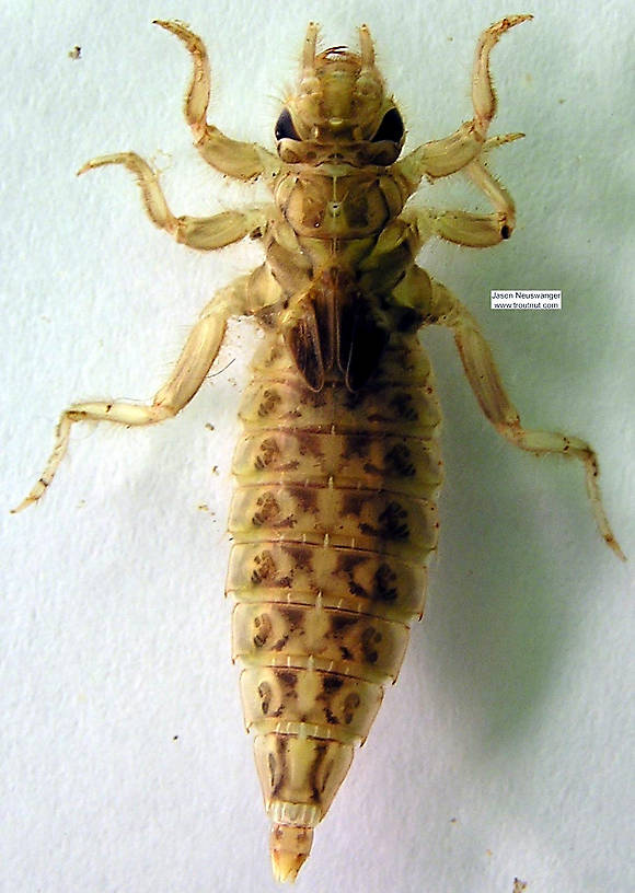 Gomphidae Dragonfly Nymph from the Namekagon River in Wisconsin