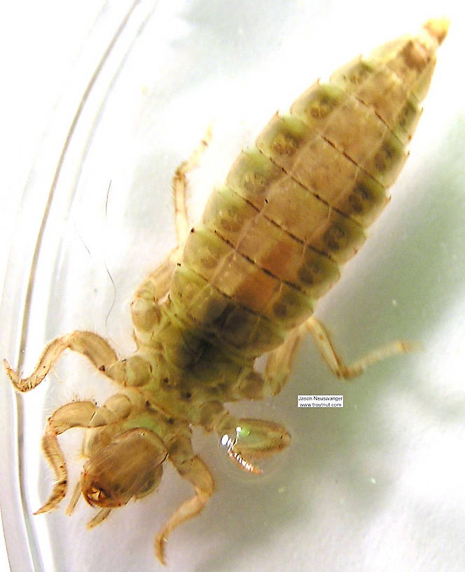 Gomphidae Dragonfly Nymph from the Namekagon River in Wisconsin