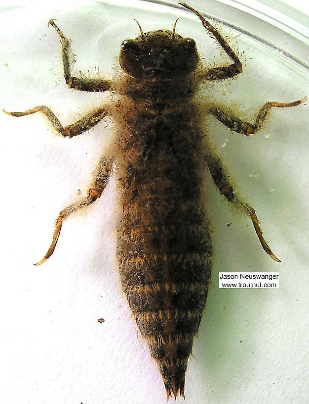 Cordulegaster Dragonfly Nymph from the Namekagon River in Wisconsin