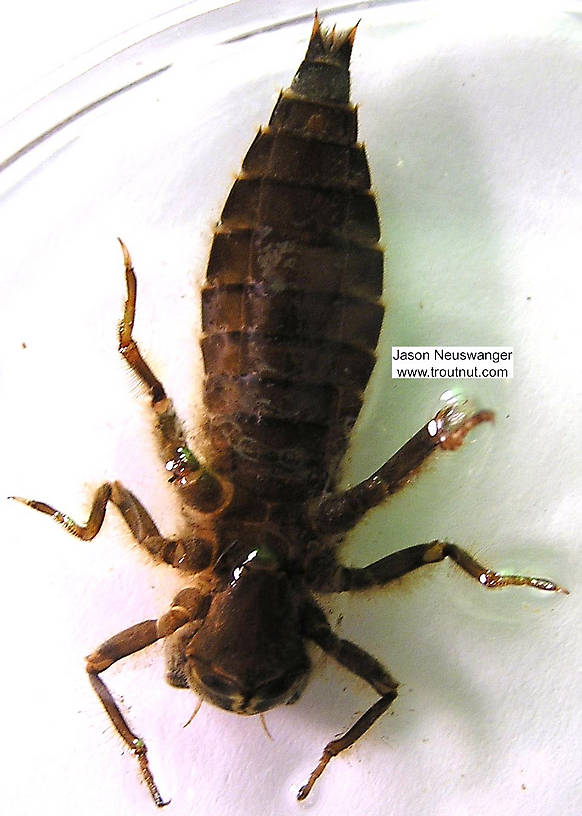 Cordulegaster Dragonfly Nymph from the Namekagon River in Wisconsin