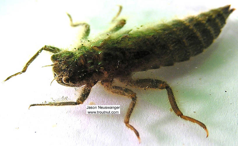 Cordulegaster Dragonfly Nymph from the Namekagon River in Wisconsin