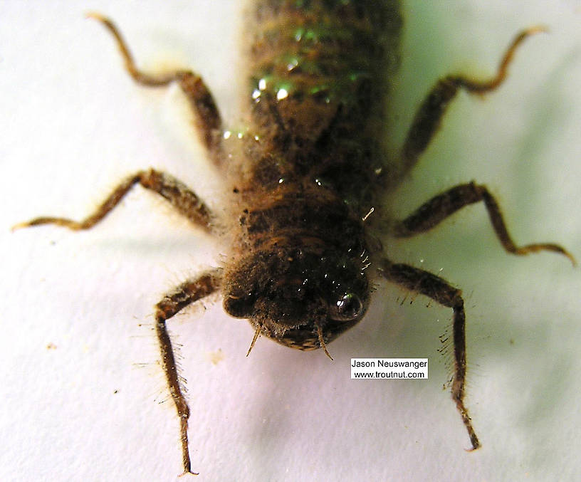 Cordulegaster Dragonfly Nymph from the Namekagon River in Wisconsin