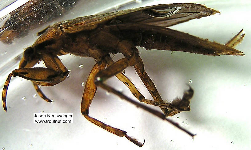 Belostoma flumineum (Electric Light Bug) Giant Water Bug Adult from the Namekagon River in Wisconsin