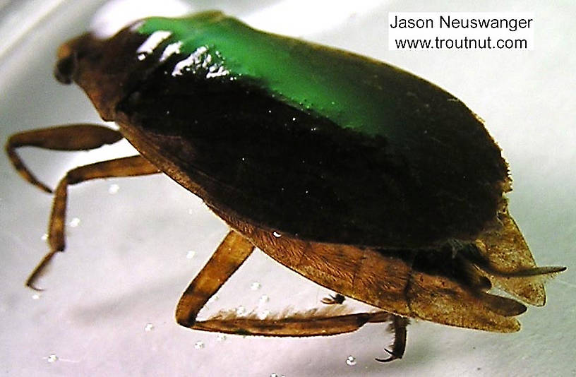 Belostoma flumineum (Electric Light Bug) Giant Water Bug Adult from the Namekagon River in Wisconsin