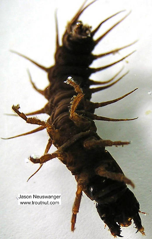 Nigronia serricornis (Fishfly) Hellgrammite Larva from the Namekagon River in Wisconsin