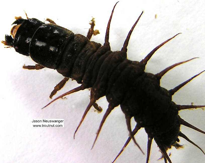 Nigronia serricornis (Fishfly) Hellgrammite Larva from the Namekagon River in Wisconsin