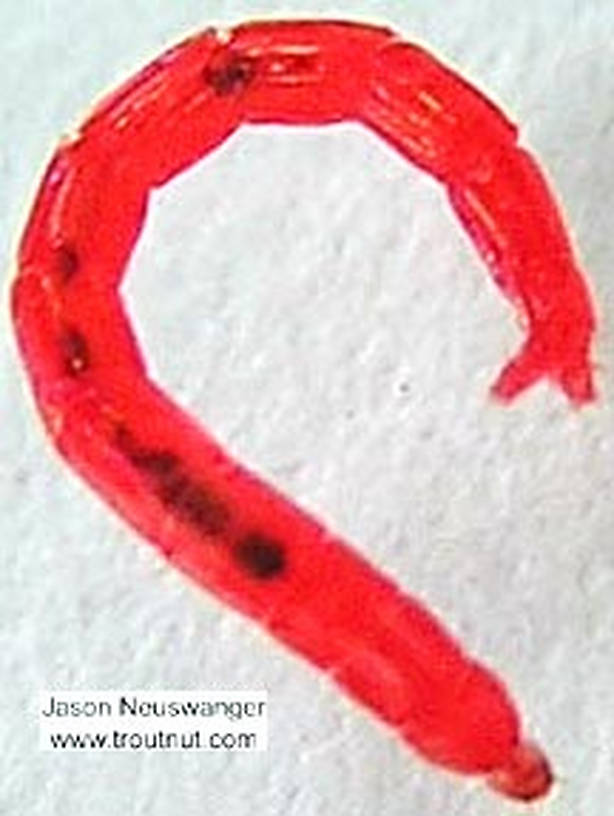 Chironomidae (Midges) Midge Larva from unknown in Wisconsin