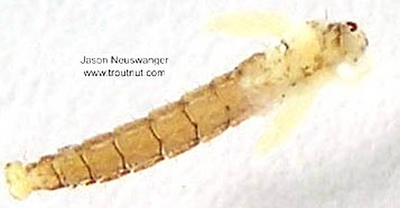 Chironomidae (Midges) Midge Pupa from unknown in Wisconsin