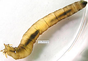 Tipulidae (Crane Flies) True Fly Larva