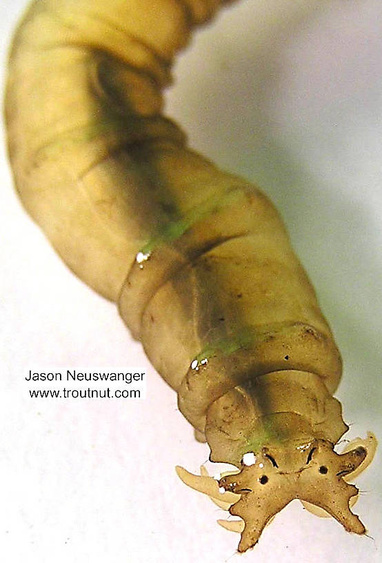 Tipulidae (Crane Flies) Crane Fly Larva from unknown in Wisconsin