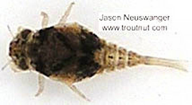 Baetisca (Armored Mayflies) Mayfly Nymph from unknown in Wisconsin