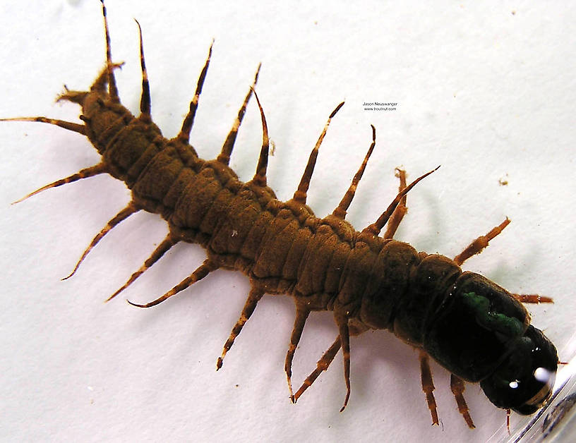 Nigronia serricornis (Fishfly) Hellgrammite Larva from unknown in Wisconsin