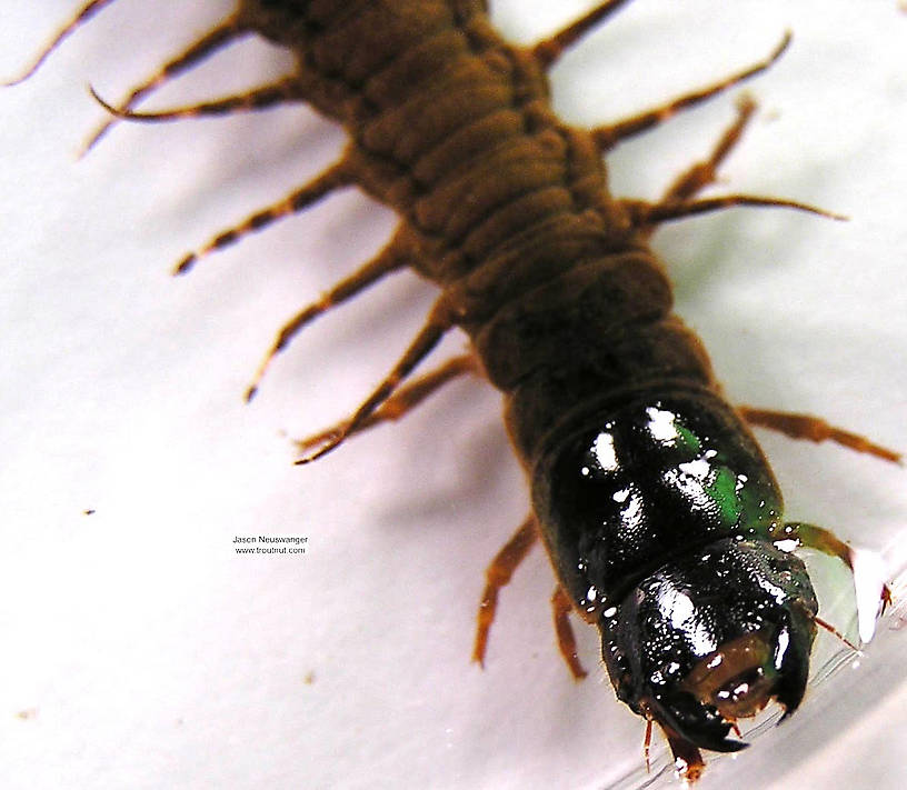 Nigronia serricornis (Fishfly) Hellgrammite Larva from unknown in Wisconsin