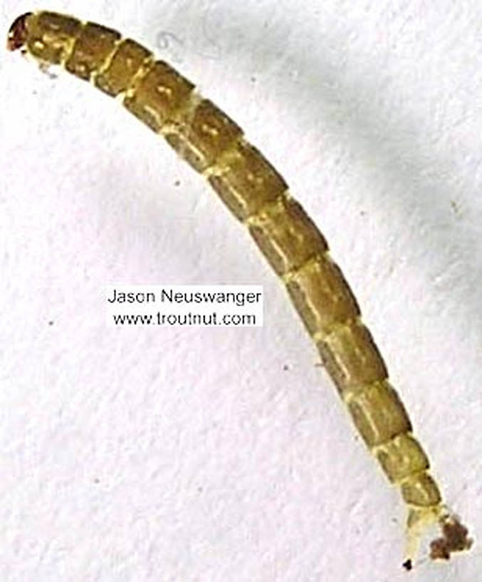 Chironomidae (Midges) Midge Larva from unknown in Wisconsin