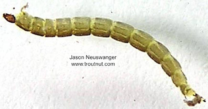 Chironomidae (Midges) Midge Larva from unknown in Wisconsin