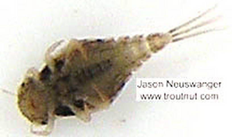 Baetisca (Armored Mayflies) Mayfly Nymph from unknown in Wisconsin