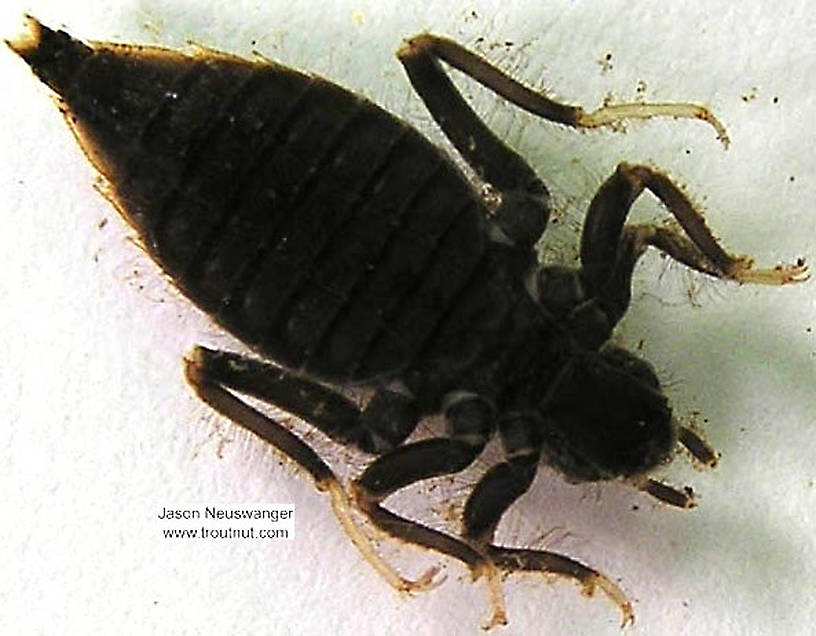 Gomphidae Dragonfly Nymph from unknown in Wisconsin