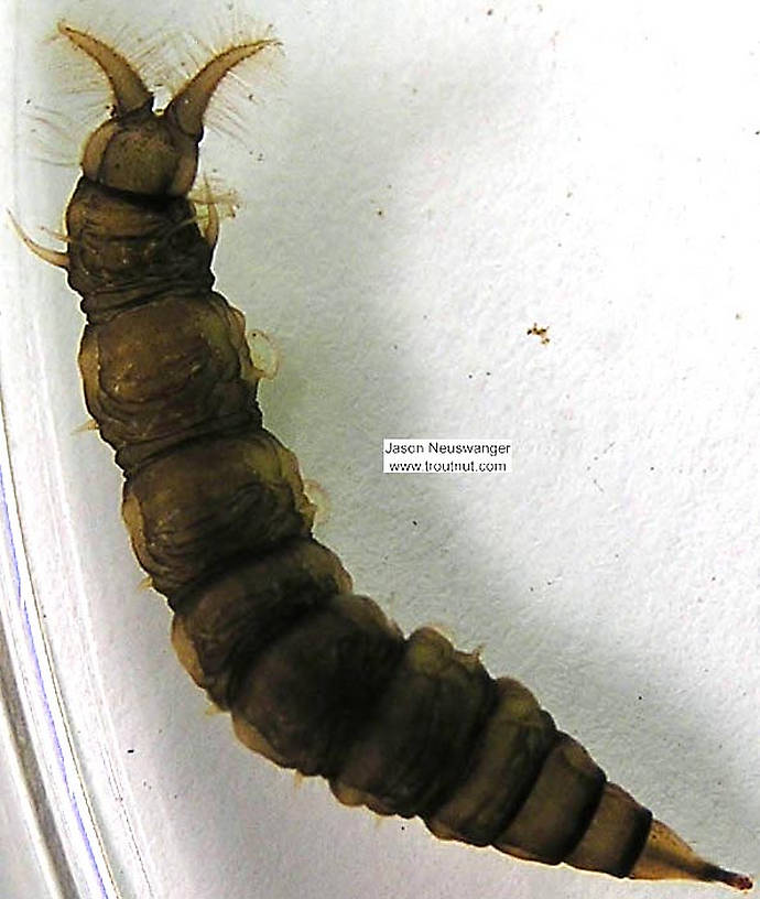 Atherix (Watersnipe Flies) True Fly Larva from unknown in Wisconsin