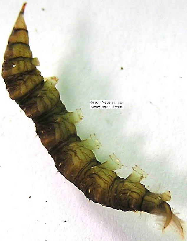 Atherix (Watersnipe Flies) True Fly Larva from unknown in Wisconsin