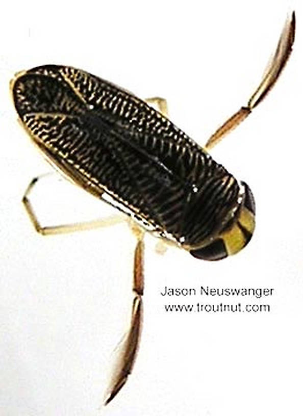 Corixidae (Water Boatmen) Water Boatman Adult from unknown in Wisconsin