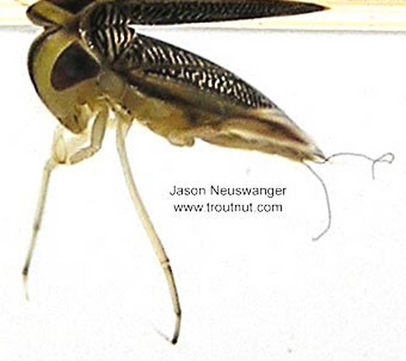 Corixidae (Water Boatmen) Water Boatman Adult from unknown in Wisconsin