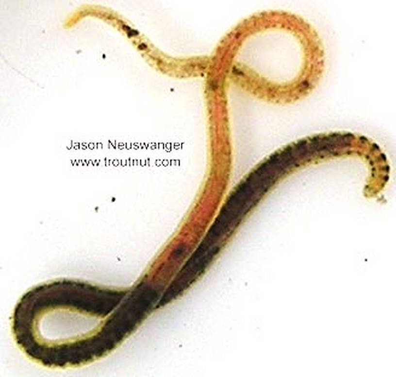 Clitelatta-Oligochaeta (Worms) Worm Adult from unknown in Wisconsin