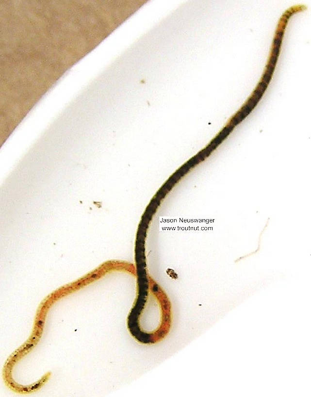 Clitelatta-Oligochaeta (Worms) Worm Adult from unknown in Wisconsin